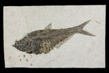Large, Fossil Fish (Diplomystus) - Wyoming #144001-1